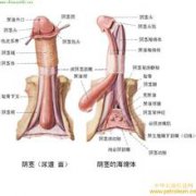 1-1PZ51540080-L